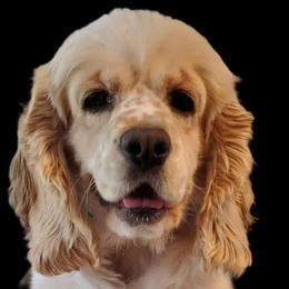 Paislee - Cocker Spaniel