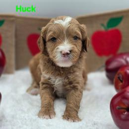 Huck - Apricot male Goldendoodle puppy in Summerville, South Carolina from Channys Doodles