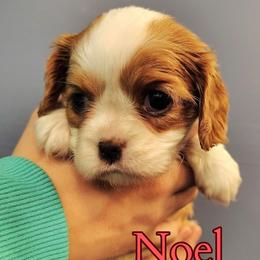 Noel - Blenheim female Cavalier King Charles Spaniel puppy in Rockville, Maryland from Skais the Limit Cavaliers