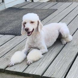 Judy - Poodle