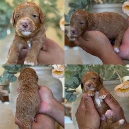 Parker - Red male Bernedoodle puppy in Yuciapa, California from AlltheDoodlez_