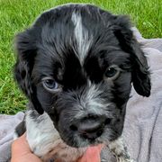 Boy 2 - Black and white male French Brittany puppy in Reedsburg, Wisconsin from Winterdream Kennel