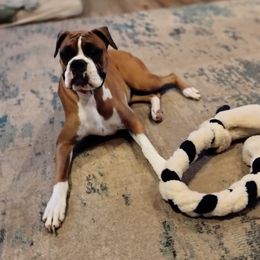 Fanny - Boxer