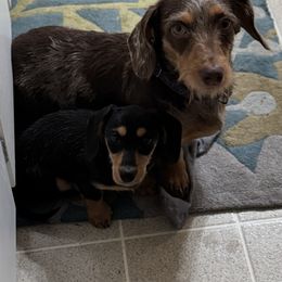 Dachshund All Grown Up from Boston Crossing