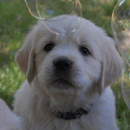 Golden Retriever Puppies from Dewey Creek Goldens