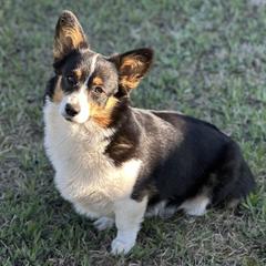 Roo - Pembroke Welsh Corgi
