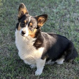 Roo - Pembroke Welsh Corgi