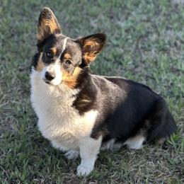 Roo - Pembroke Welsh Corgi