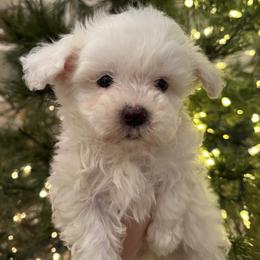 Yogi - White male Maltipoo puppy in Wendell, North Carolina from Teddys Teddy Bears