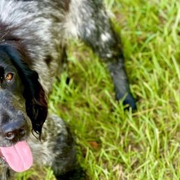 Kayce - English Cocker Spaniel