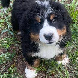Daphne - Black rust and white female Bernese Mountain Dog puppy in Fountain, North Carolina from Stargirl Bernese Mountain Dogs