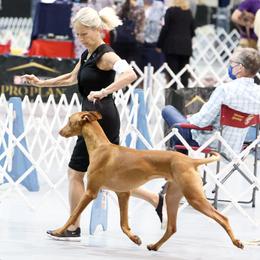 Mufasa - Pharaoh Hound
