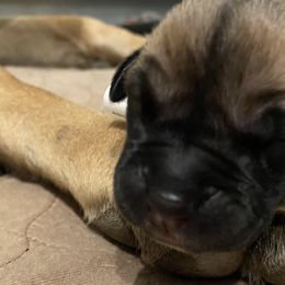 Boy 2 - Great Dane puppy in Dundee, Michigan from Weslow AKC Danes