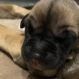 Boy 2 - Great Dane puppy in Dundee, Michigan from Weslow AKC Danes