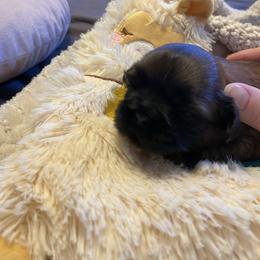 Nugget - Sable male Shih Tzu puppy in Wyoming, Michigan from Shih Tzu Shenanigans