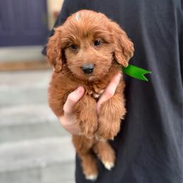 Yankee - Red  male Goldendoodle puppy in Herriman, Utah from Gypsi Doodles & Poodles LLC.