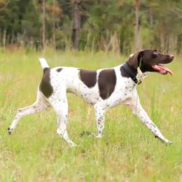 Stella - German Shorthaired Pointer