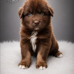 Snickers - Red tri-color male Australian Shepherd puppy in Fultonville, New York from Sandy Aussies & Pomeranians