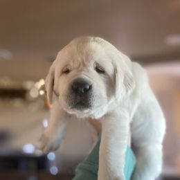 Labrador Retriever Puppies from Luxe Labradors