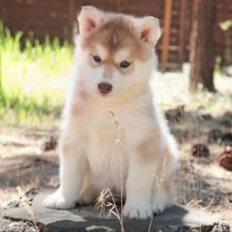 Apricot - Sable and white female Siberian Husky puppy in Bly, Oregon from Hill Top Huskies