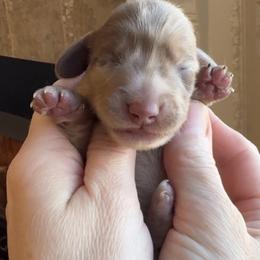 Rudolph 3800 - Dapple male Dachshund puppy in Steele, Alabama from Taylored Dachshunds