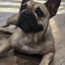 Mastiffs from Riggins Mastiffs and Danes