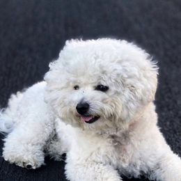 Bichon Frises from Bichon Blitzteam