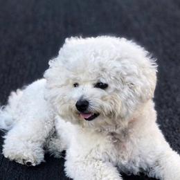 Bichon Frises from Bichon Blitzteam