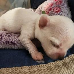 Fudge - Cream male Chihuahua puppy in Jacksonville, Florida from Precious Paws of Florida - Chihuahuas