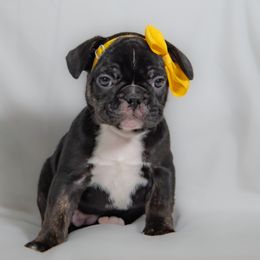 French Bulldog Puppies from Faux Real Frenchies