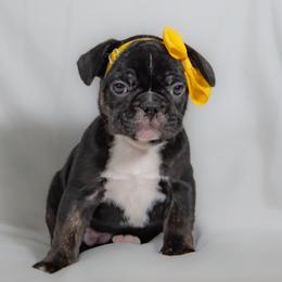 French Bulldog Puppies from Faux Real Frenchies