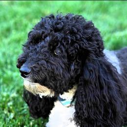 Winnie - Poodle