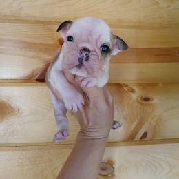 Gretchen - Fawn and white female Bulldog puppy in Cannon Falls, Minnesota from Pattys Boxers and Bulldogs