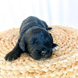 Black collar - Black and white male Cockapoo puppy in Bradenton, Florida from Doodle Acres