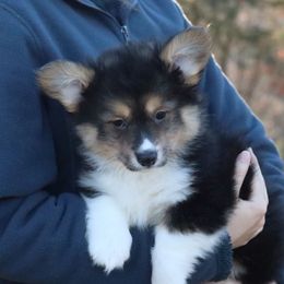 Timber (Fluffy) - Black and tan male American Corgi puppy in Fayetteville, Arkansas from Intergalactic Corgis