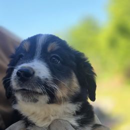 Miniature Australian Shepherd Puppies from D & L Mini Aussies