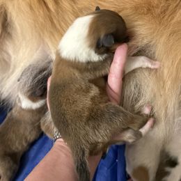 Jack - Sable and white male Collie puppy in Abilene, Texas from Regal Lassie's