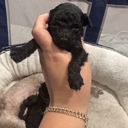 Boy 5 - Silver male Poodle puppy in Wausau, Wisconsin from Amarillo Toy Poodles