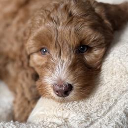 Tinsel - Caramel red female Australian Labradoodle puppy in Oregon from Forever Loyal Labradoodles