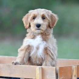 Fiona - Red  female Goldendoodle puppy in Rose Hill, North Carolina from Red Door Canines