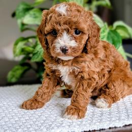 Bella - Red female Cavapoo puppy in Denver, Pennsylvania from Rose Z