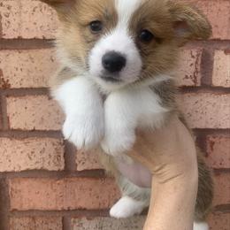 Earmuff - Red female Pembroke Welsh Corgi puppy in Cumming, Georgia from Carter’s Corgis LLC