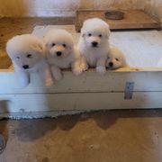 Maremma Sheepdog Puppies from JT Little Critter Farm
