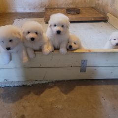 Maremma Sheepdog Puppies from JT Little Critter Farm