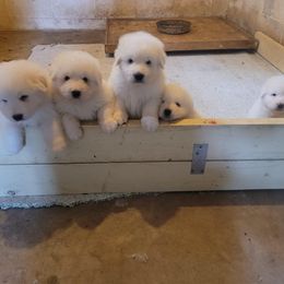 Maremma Sheepdog Puppies from JT Little Critter Farm