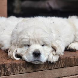 Golden Retriever Puppies from Hoekema Homestead Goldens