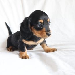 Danny - Black and cream male Dachshund puppy in Fredericksburg, Ohio from William's Dachshunds