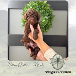 Wings in Amber - Chocolate male Goldendoodle puppy in Garland, Texas from Twilight Doodles