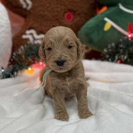 Light Blue - Apricot male Goldendoodle puppy in Bakersfield, California from Lavish Doodles