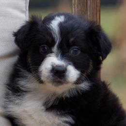 Soul - Black tri-color female Australian Shepherd puppy in Springville, Alabama from Cross Creek Aussies